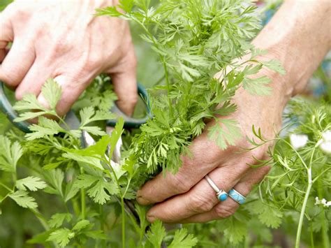 How to Grow Cilantro from Seeds [Propagating Cilantro]