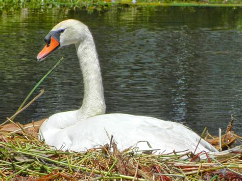 Lise's Log Cabin Life: Nesting Mute Swan