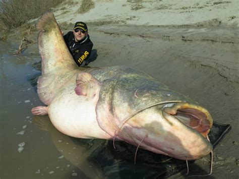 Wels Catfish caught by Dino Ferrari