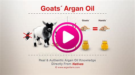 Goats Argan Oil: What It Is & How It Is Gained