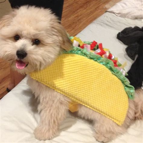 Dogs and Cats Wearing Taco Costumes | Riot Fest