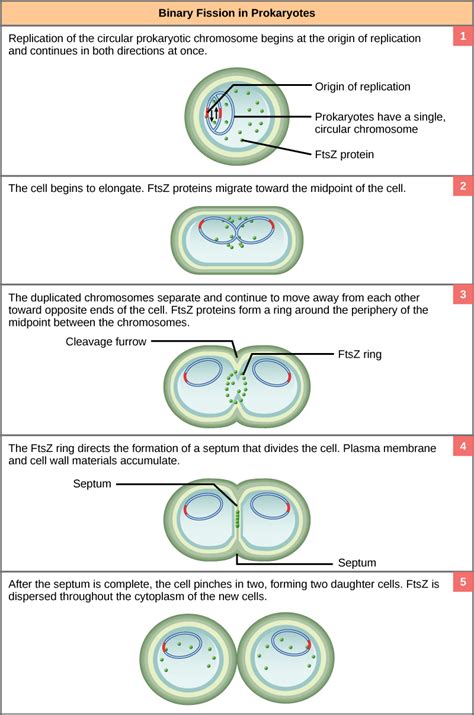 6.4 Prokaryotic Cell Division – Concepts of Biology – 1st Canadian Edition