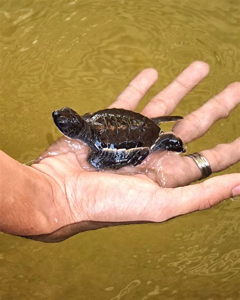 Turtle Hatchery | Attractions in Bentota | Love Sri Lanka