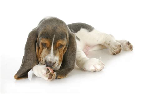 Smelly Dog? Here are 5 Dog Hygiene Tips - Animal Medical Center