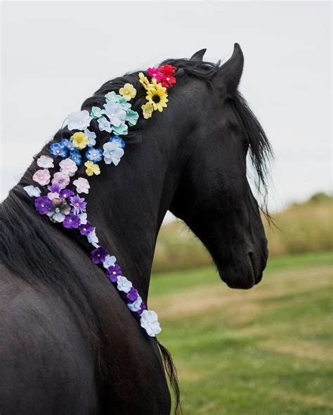 Rainbow Braid I love being creative with Batman's mane and the gorgeous collection of flower ...