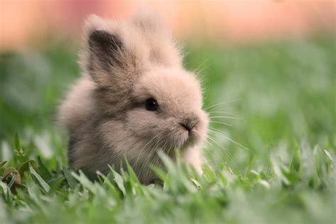 Lovely cute awesome rabbit images Love - Images of love