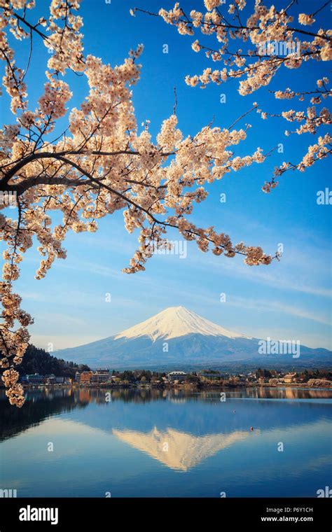 Japan, Yamanashi Prefecture, Kawaguchi-ko Lake, Mt Fuji and Cherry ...