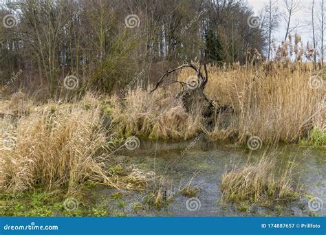 Beaver habitat stock image. Image of waterside, outdoor - 174887657