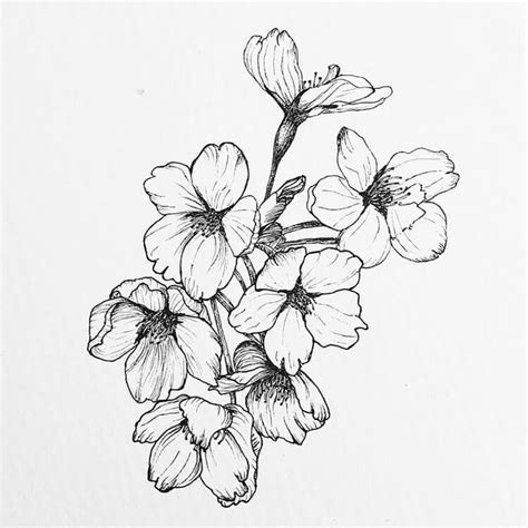 Beautiful Cherry Blossom Drawings - Beautiful Dawn Designs | Cherry blossom drawing, Flower ...