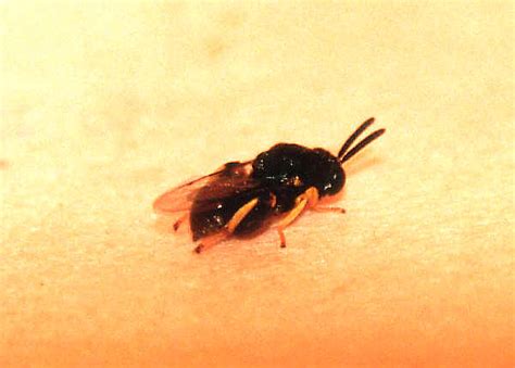 Family CHALCIDIDAE - Chalcid Wasps