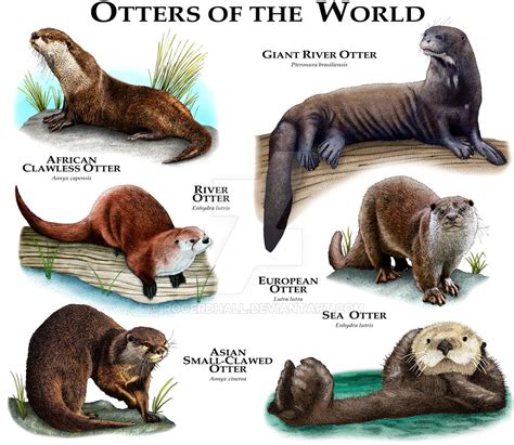 Otter of the World by rogerdhall on DeviantArt