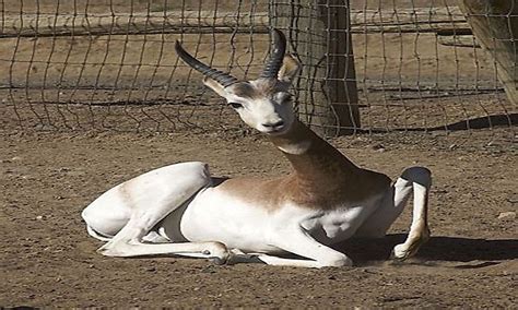 Endangered Mammals Of Niger - WorldAtlas.com