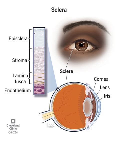 Sclera Function Define - Celera Anda