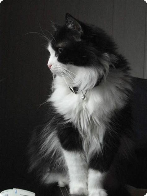 black and white smocking angora cat #angoracats | Angora cats, Turkish angora cat, Beautiful cats