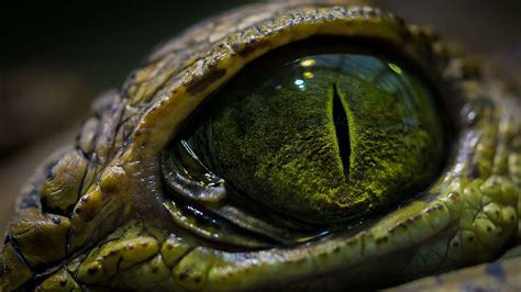 HD wallpaper: green reptile eye, close-up photo of crocodile's eye, eyes, macro | Wallpaper Flare