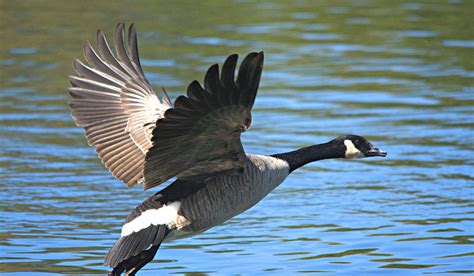 Canada Goose In Flight Photograph by Roy Williams - Pixels