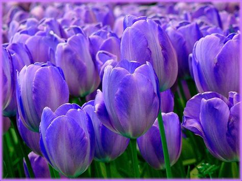 HD wallpaper: close-up photo of purple tulip flowers, tulips, tulip fields | Wallpaper Flare