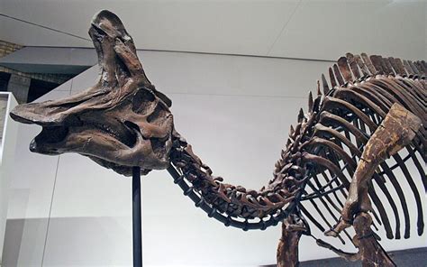 Lambeosaurus | The Crested Dinosaur of the Late Cretaceous