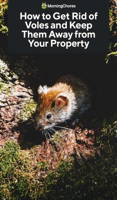 How to Get Rid of Voles and Keep Them Away from Your Property