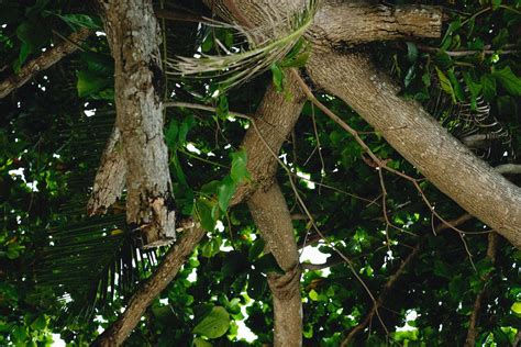 Tree Branches and Leaves · Free Stock Photo