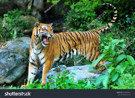 Roaring Bengal Tiger Zoo Stock Photo 454955044 | Shutterstock