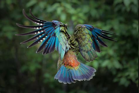 birds, Animals, Colorful, New Zealand, Parrot, Kea, Feathers Wallpapers HD / Desktop and Mobile ...