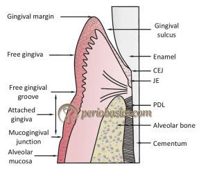 Mucogingival Junction Histology