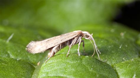 Scientists Try To Fight Crop Damage With An Invasive Moth's Own DNA ...