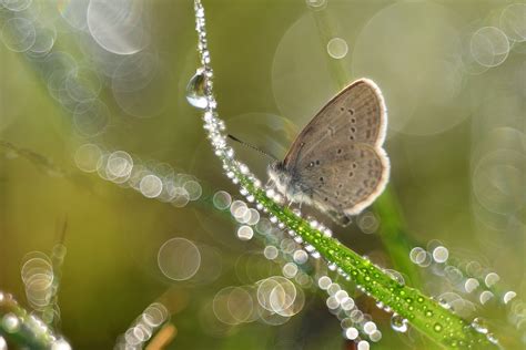 Macro Insect Bokeh Wallpaper - Resolution:2048x1366 - ID:1230010 ...