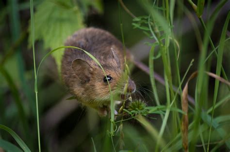 Why You Need to Hire a Professional for Your Mice Control Problem