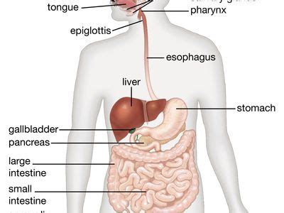 Gastrointestinal tract | Definition, Organs, Diagram, & Facts | Britannica