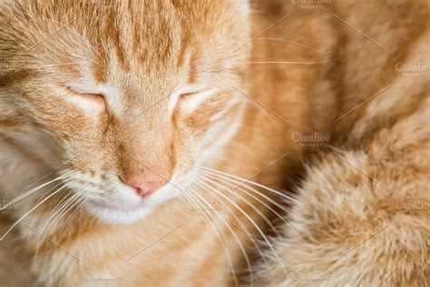 Sleeping orange cat ~ Animal Photos ~ Creative Market