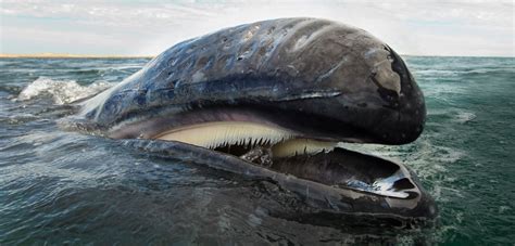 Bowhead Whales Like to Exfoliate, Too | Hakai Magazine