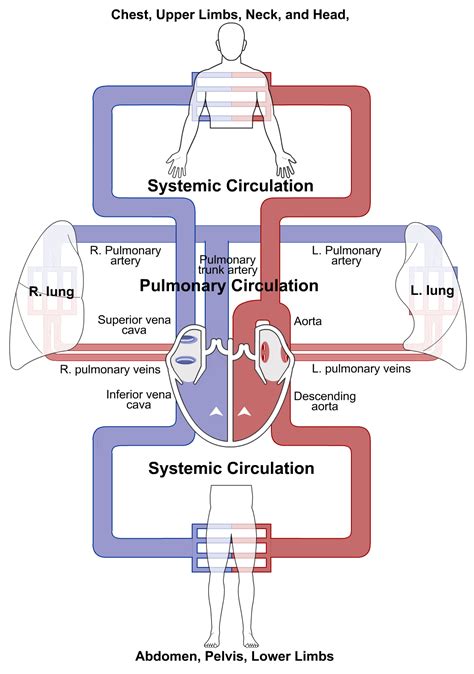 Cardiac Cycle Simulation – Human Bio Media