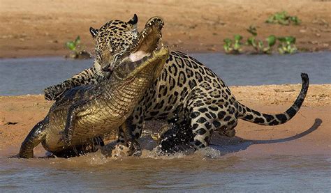 Jaguars of the Pantanal