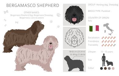 Bergamasco shepherd clipart different coat colors Vector Image