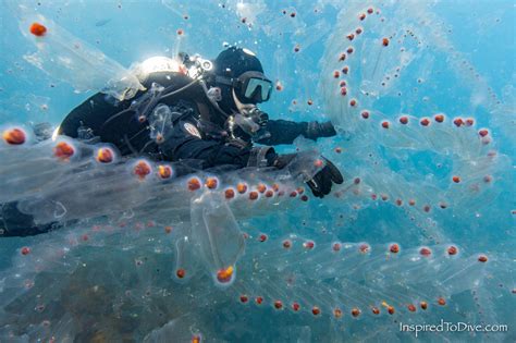 New Zealand's sea is transformed into a salp soup - Inspired To Dive