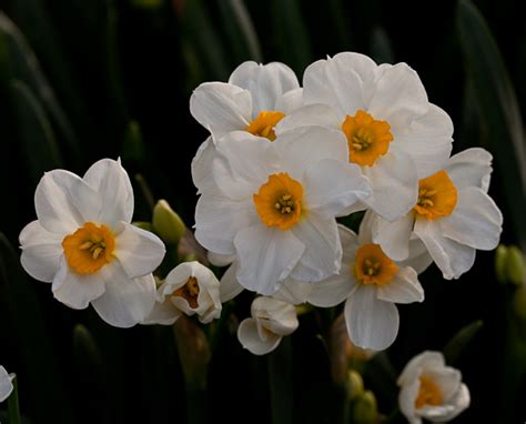 Tazetta Narcissus | Beautiful Flower Pictures Blog