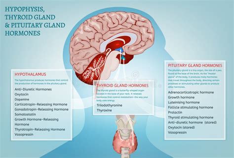 Hypophysis Infographic Stock Illustrations – 13 Hypophysis Infographic Stock Illustrations ...