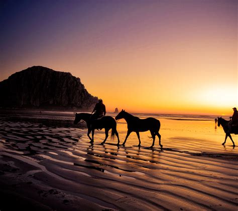 Horses on Beach Wallpaper - WallpaperSafari