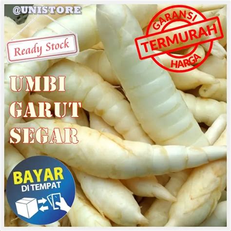 Umbi Garut segar 1kg | Obat Asam Lambung | Lazada Indonesia