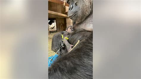 New addition at DC zoo: Baby gorilla is first to be born in five years, staff is 'overjoyed ...