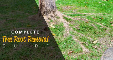 Tree Root Removal Cost Guide 2024 - (Cutting Exposed Tree Roots)