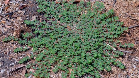 Spotted Spurge Weed Control | LawnCrafters