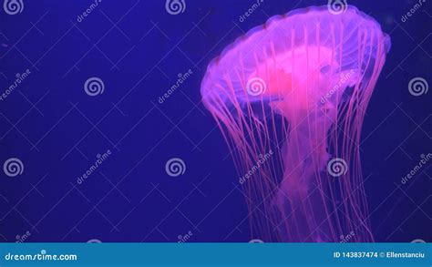 Jellyfish Floating In Aquarium, Jellyfishes Swimming, Medusa, Aquatic ...