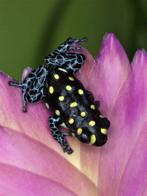 Some Fascinating Poison Dart Frog Facts | HubPages