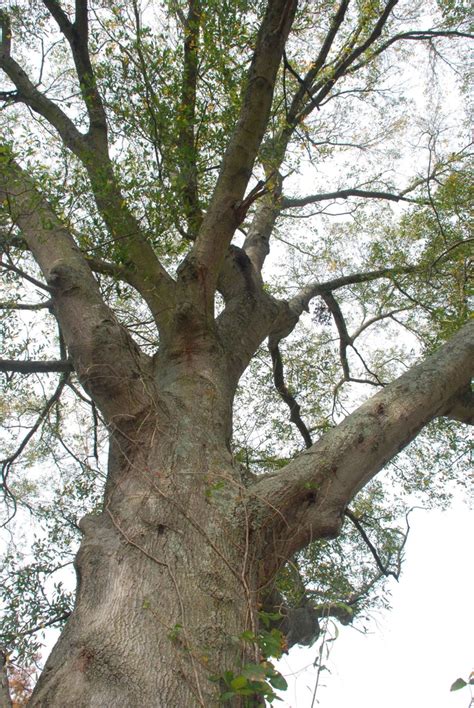 laurel oak tree lifespan - ThatS A Real Work Of Art History Pictures Gallery