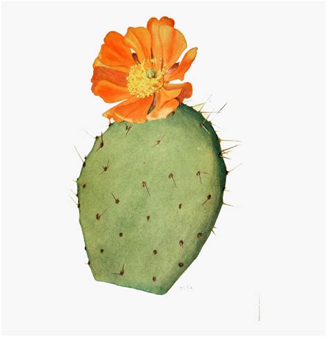 Collection Of Free Cactus Drawing Prickly Pear - Cactus Flower ...