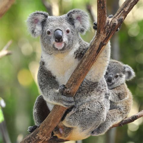 Animal Koala HD Wallpapers - Wallpaper Cave