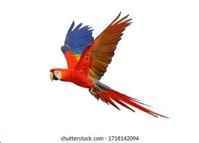 23,229 Scarlet Macaw Images, Stock Photos, 3D objects, & Vectors | Shutterstock